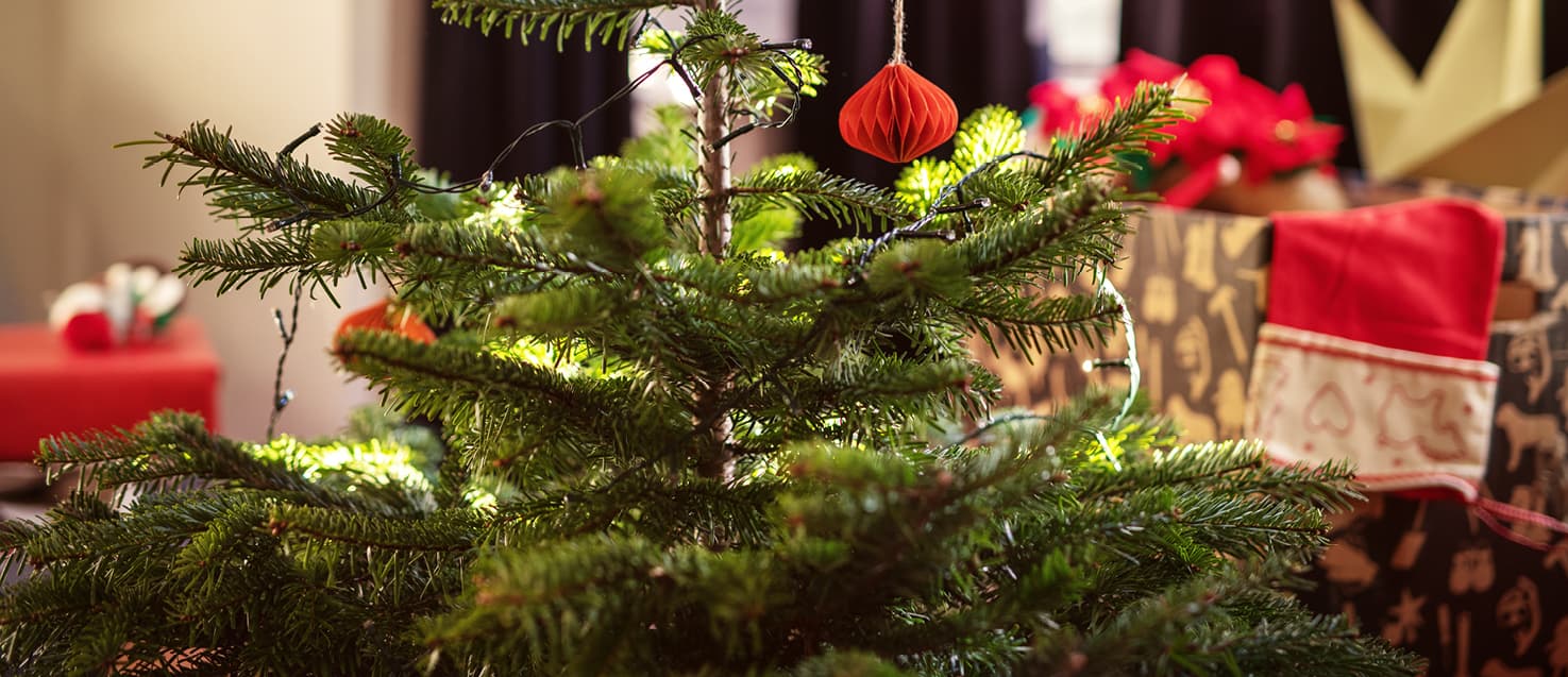 A real Christmas tree with baubles and lights