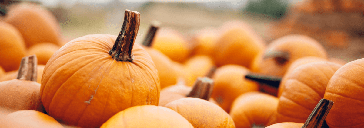 A banner featuring a row of newly grown pumpkins.